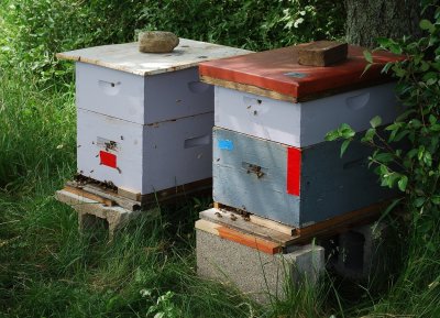 One Bee Box Becomes Four