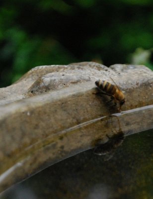 Honeybee, Drinking Water