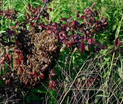 Honeybee Swarm!