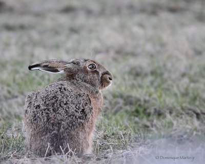 Livre / Jack Rabbit 5455