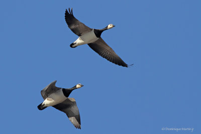 Others Waterfowls