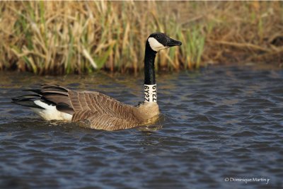 Bernache du Canada / Canada Goose 5848