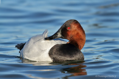 Canards / Ducks