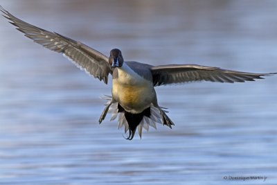 Pilet / Pintail 9846