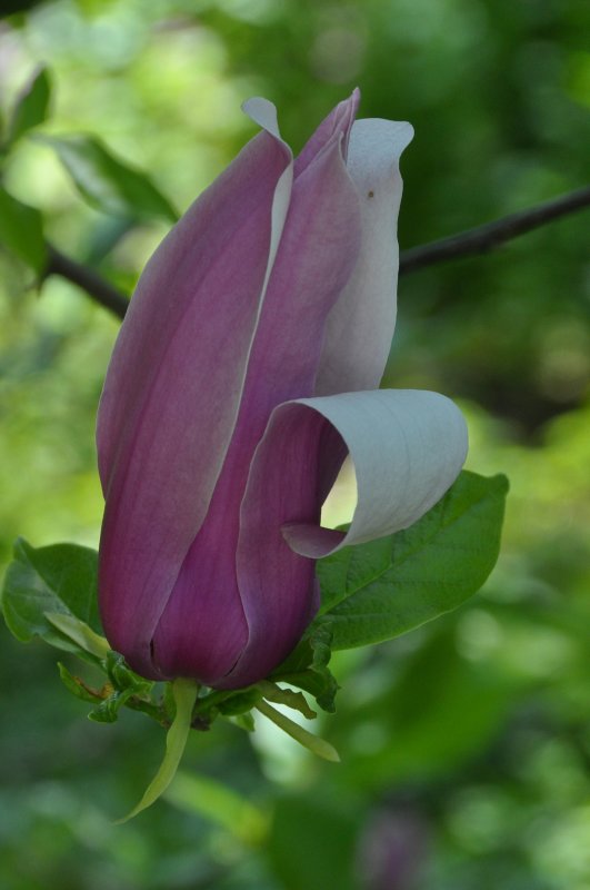 Planting Fields Arboretum