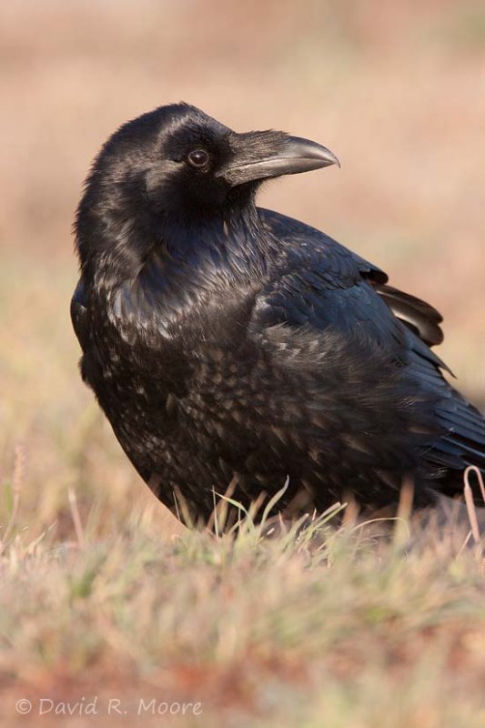 Common Raven