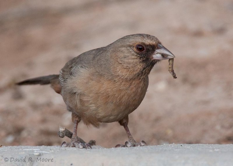 Aberts Towhee