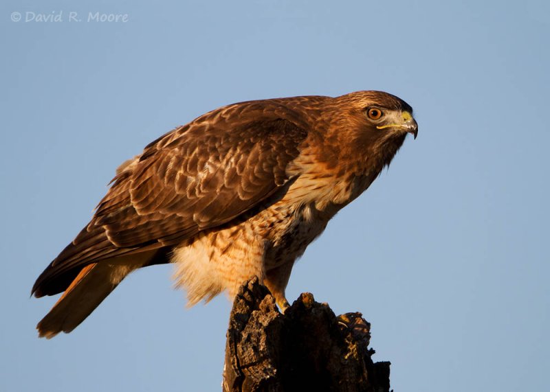 Red-tailed Hawk