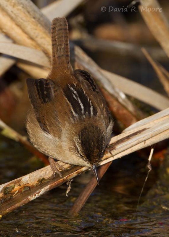 Marsh Wren