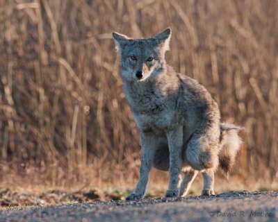 Coyote