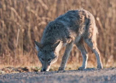 Coyote