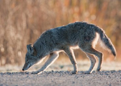 Coyote