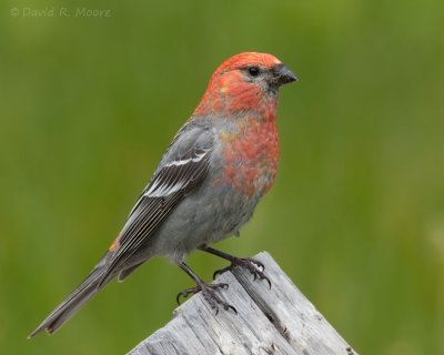 Pine Grosbeak, male