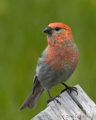 Pine Grosbeak, male