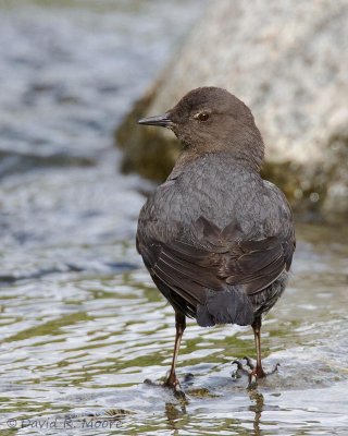 American Dipper