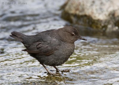 American Dipper