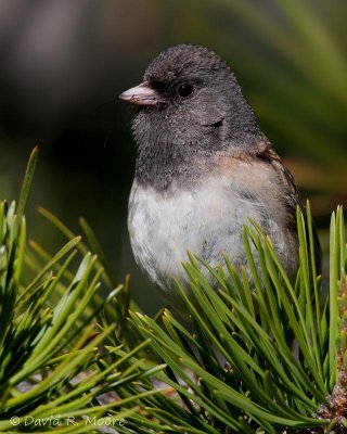 Dark-eyed Junco