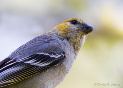 Pine Grosbeak, female
