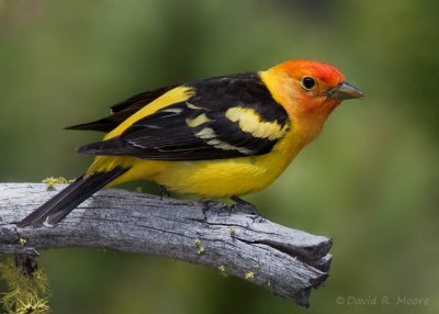 Western Tanager, male