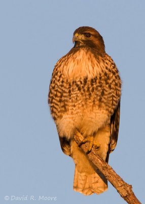 Red-tailed Hawk