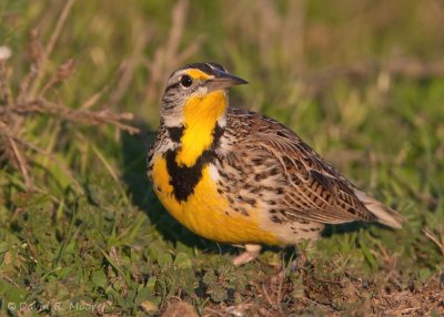 Western Meadowlark