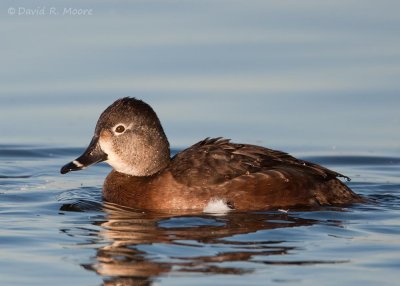 Ring-necked Duck, female