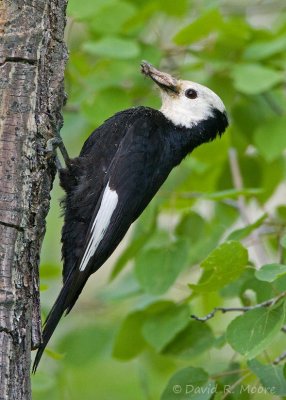 White-headed Woodpecker, female