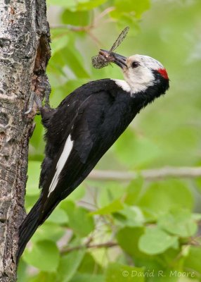 White-headed Woodpecker, male