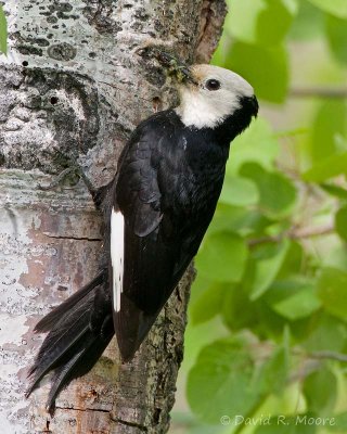 White-headed Woodpecker, female