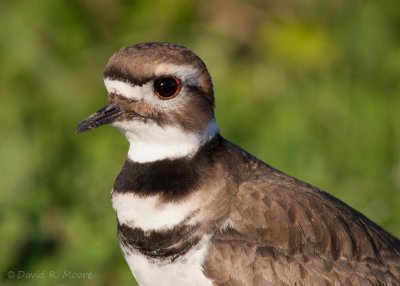 Killdeer