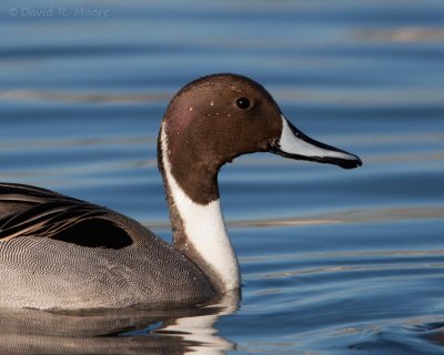 Northern Pintail