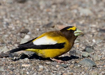 Evening Grosbeak