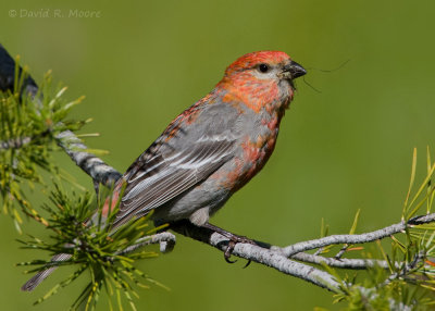 Pine Grosbeak