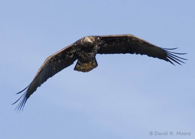 Bald Eagle, juvenile