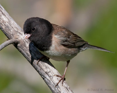 Dark-eyed Junco