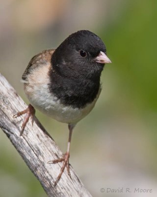 Dark-eyed Junco