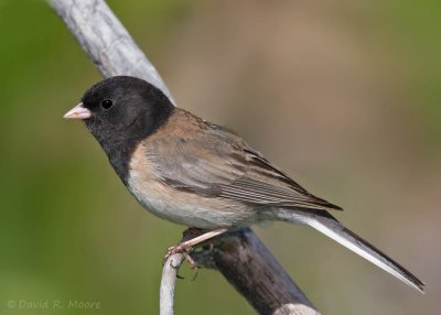 Dark-eyed Junco