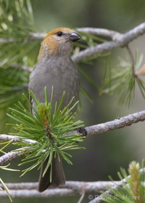 Pine Grosbeak, female