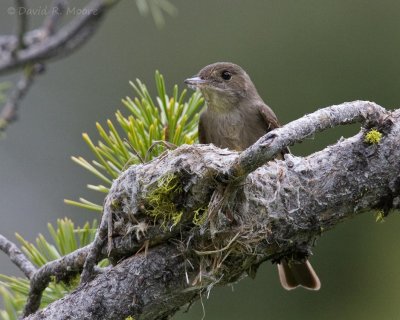 Western Wood-Pewee