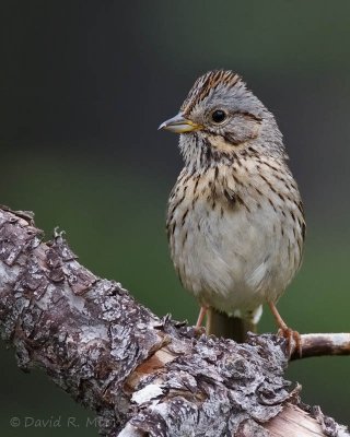 Lincoln's Sparrow