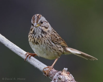 Lincoln's Sparrow
