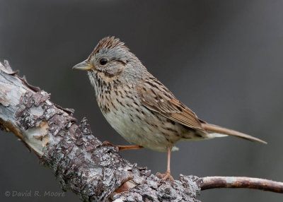 Lincoln's Sparrow