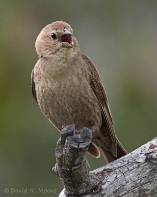 Brown-headed Cowbird, female