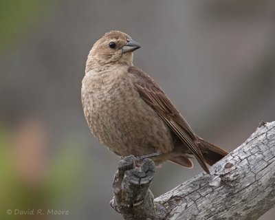 Brown-headed Cowbird, female