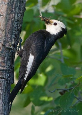 White-headed Woodpecker, female