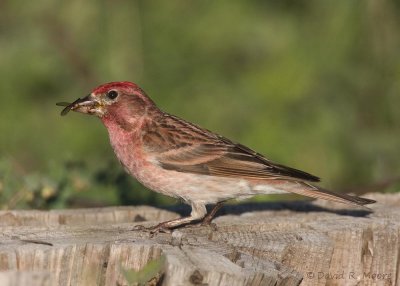 Cassin's Finch, male