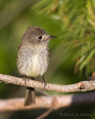 Dusky Flycatcher