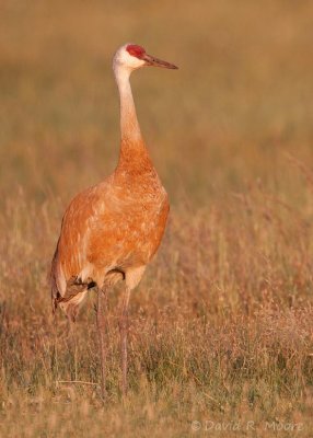 Sandhill Crane