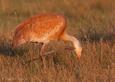 Sandhill Crane