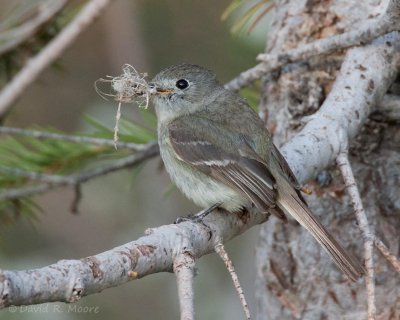 Dusky Flycatcher